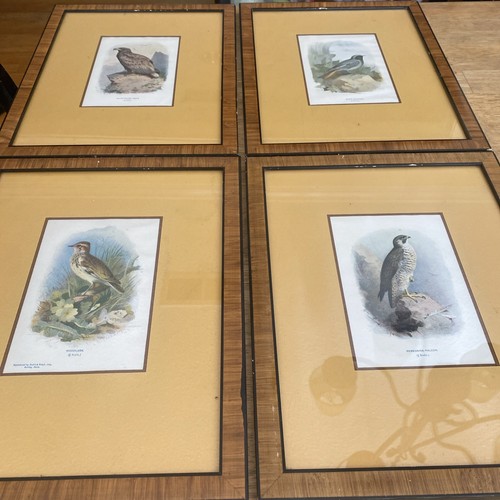 Archibald thorburn bird - ,