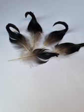 12 Black Curly Mallard Tail