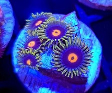 JF Creepy Eye Zoanthid * Zoas