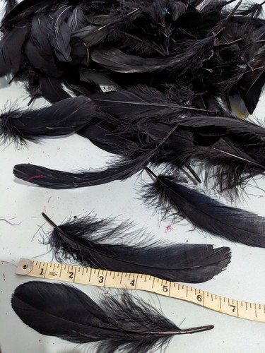 Goose feathers black dyed - goose,
