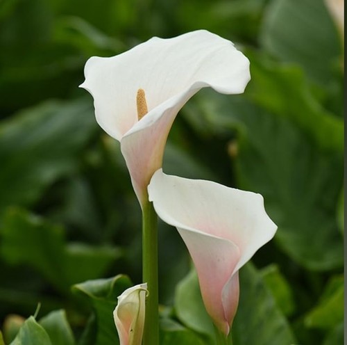 Arum lily seeds pink splash - arum,