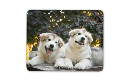 Alaskan malamute puppies - malamute,