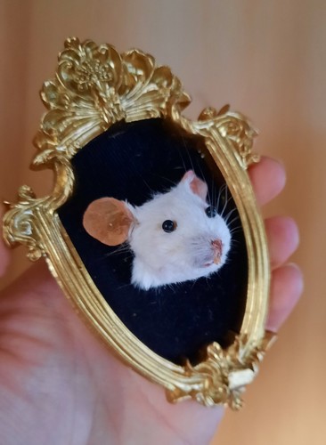 Taxidermy mouse head - taxidermy,