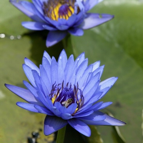 Water lillies egyptian blue - water,