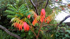 Staghorn Sumac / Rhus Typhina