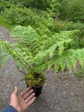 Woodland fern plant pot - woodland, 2l