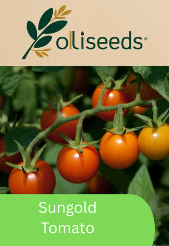 Sungold tomato seeds - sungold,