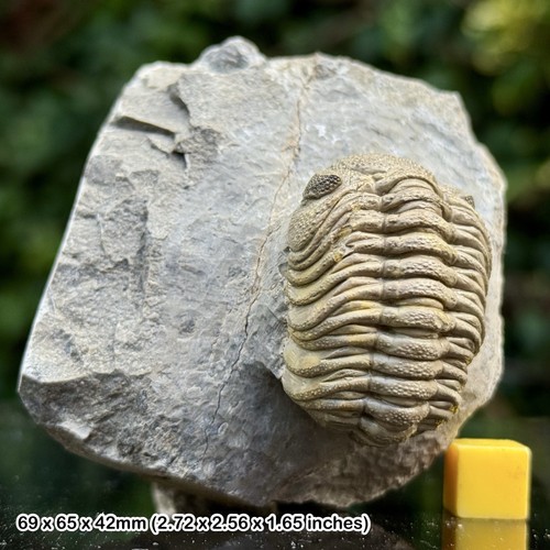 Phacops grade fossil - a,