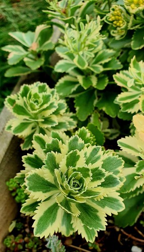 Sedum takesimense - 2x,