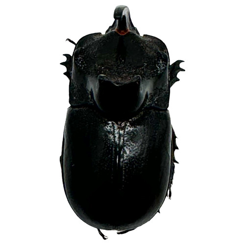The rhino horned beetle - the,