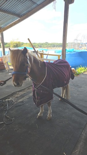 Small purple pony rug - rug, 3ft6