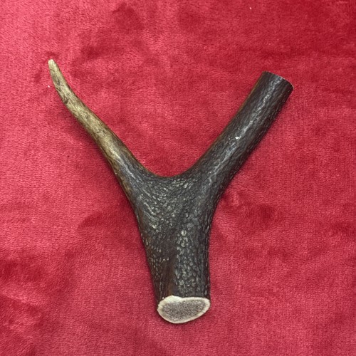 One piece deer antler y - one, of