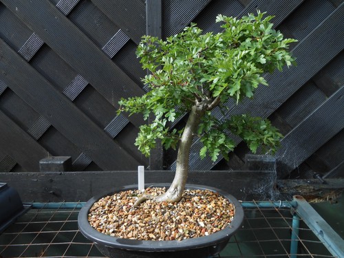 Bonsai hawthorn in - hawthorn,