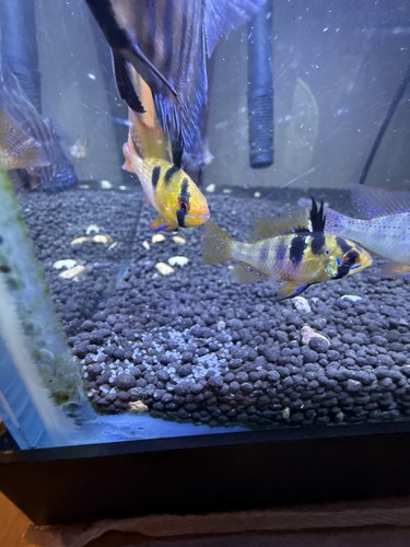 German blue ram proven - german,
