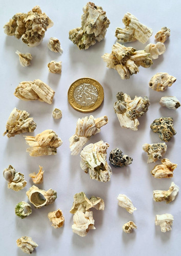 Bundle barnacles clusters - barnacles,