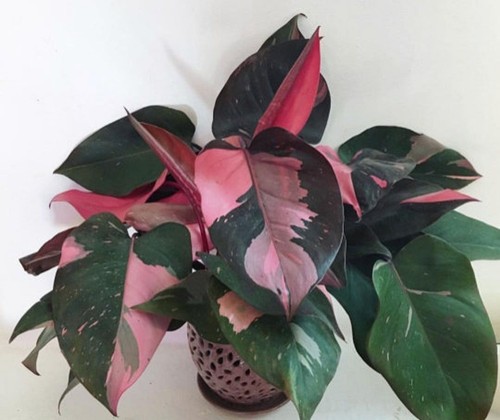 Pink princess variegated - ~~pink, princess~~variegated
