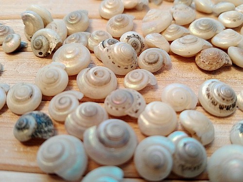 100 white pearl - seashells, tiny