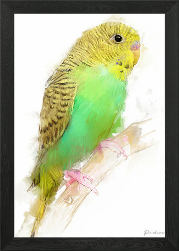 Green budgie watercolor framed - budgie,