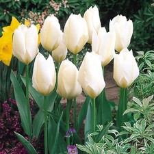 Purissima Tulip 10, 25 or 50