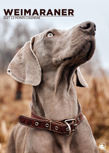 Weimaraner dog 2027 calendars - dog,