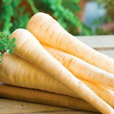 ? Genuine Parsnip Imperial Crown Aprox 250 Seeds, Vegetable Seeds - #1 Quality 
