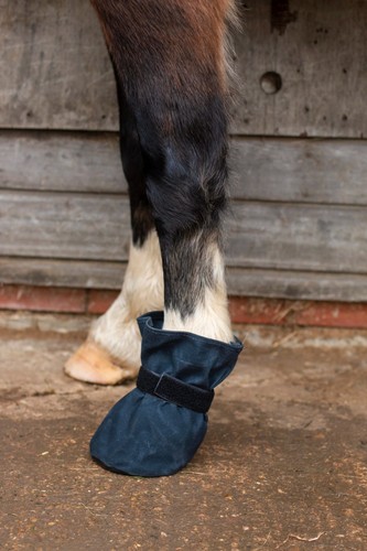 Horse poultice boot - poultice,