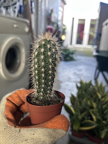 Tall spiny cactus columnar - tall,