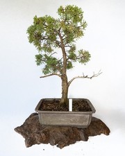 Chinese Juniper Bonsai Tree