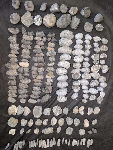 Authentic jurassic fossil bulk - fossil,