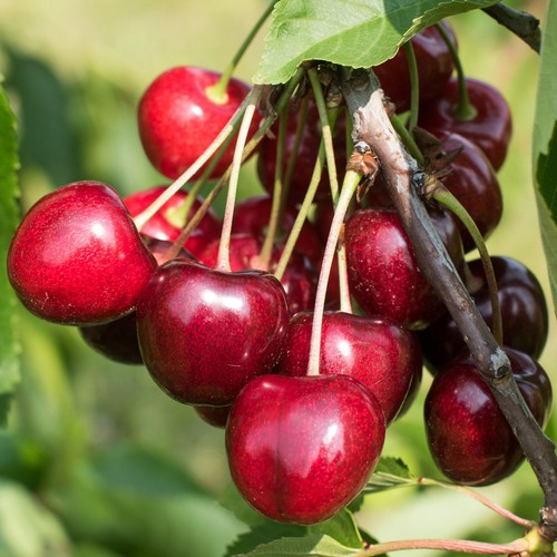 Cherry kordia fruit - cherry,