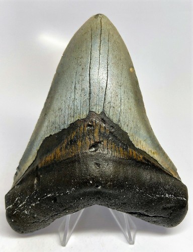 Inch real megalodon shark - 5,
