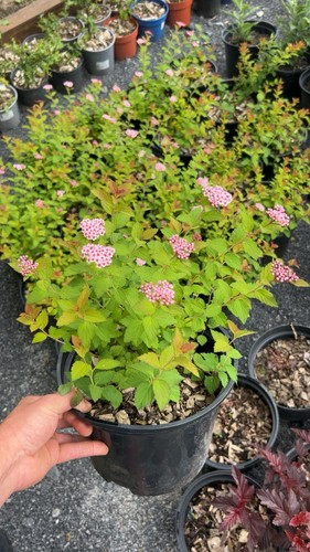 Large litre pot spiraea - large,