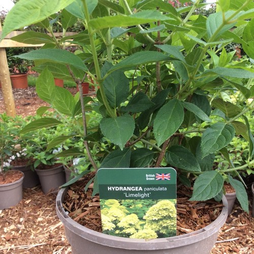 Hydrangea paniculata