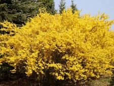 Forsythia intermedia - 3x,