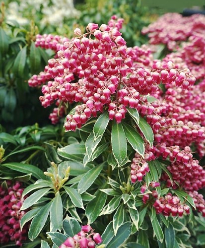 Pieris japonica polar - japonica, 'polar