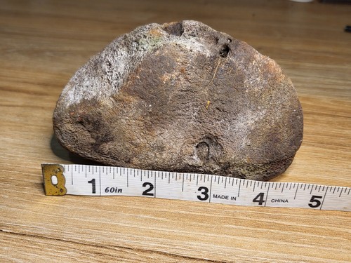 Large plesiosaur fossil 560 - large,