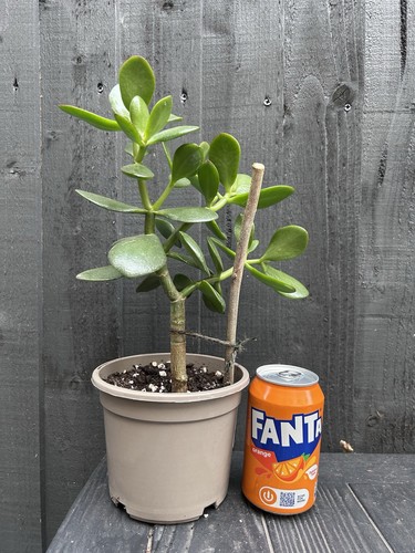 Mature jade plant crassula - –,