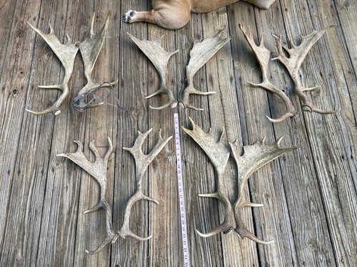 Taxidermy five nice large - taxidermy,