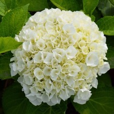 Hydrangea macrophylla 'Wudu' Hardy Shrub Dazzling White Blooms 1x 10.5cm Pot