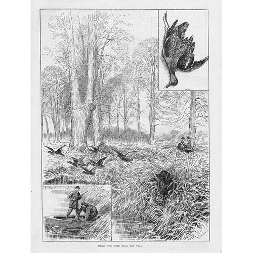 Shooting wild duck - and, teal