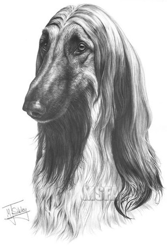 Afghan hound large superb - afghan,