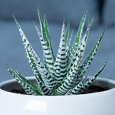 Succulent Haworthia Big Band | 15-25cm Potted Zebra Plant | Best Indoor Plants
