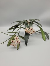 Hoya Lyi China| Very fragrant