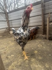 10 Hatching Eggs Giant Chicks