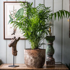 Parlor Victorian Palm Plant Chamaedorea elegans - Starter Evergreen Houseplant