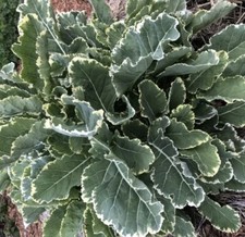 Daubentons Panache x6 cuttings Variegated Perennial Kale FREE UK DELIVERY