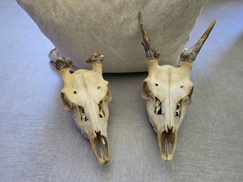Pair deer skulls - of,
