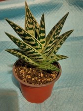 Tiger Aloe- Established Plant