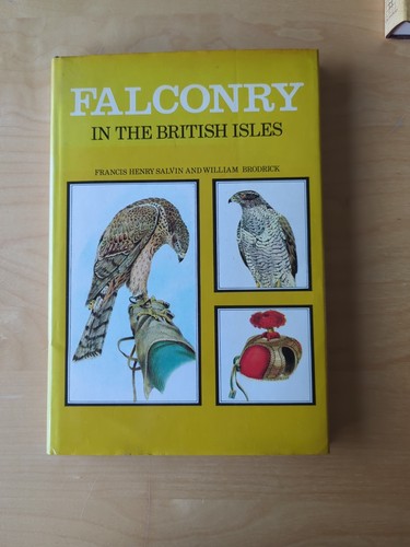 Falconry hawking birds prey - birds, of