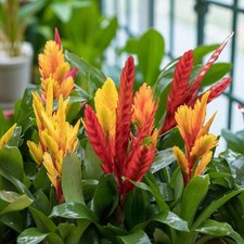 Vriesea Flaming Sword Indoor Plant in 12cm Pot – Exotic Bromeliad Houseplant